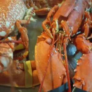 IMG-20251022-WA0008